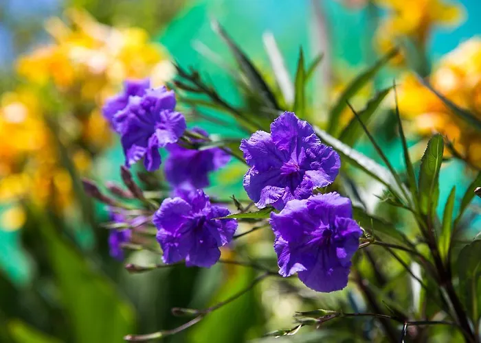 Romantic Lithakia (Zakynthos)